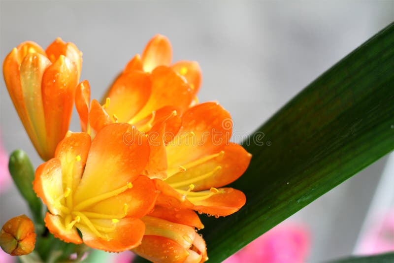 Clivia Plants blommaslut upp fotoet royaltyfri fotografi Clivia Plants blommaslut upp fotoet royaltyfri fotografi