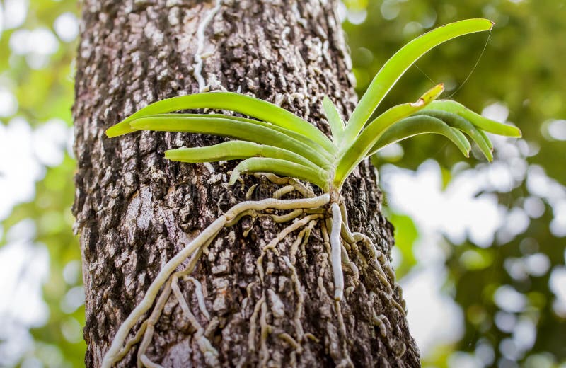 Wild orchid on tree stock image. Image of wildlife, parasitic 102854347