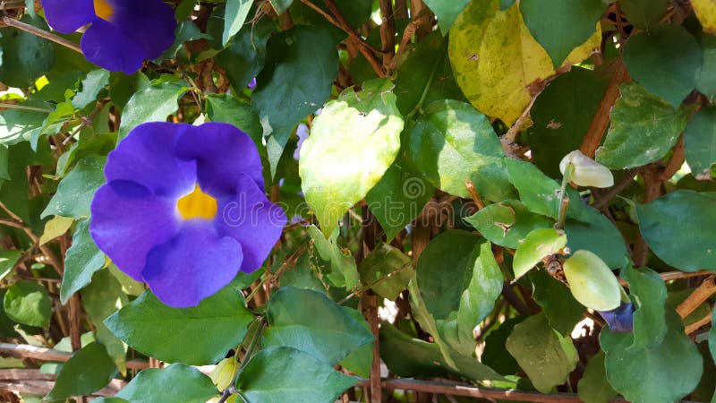 Clockvine de Bengala, flor púrpura hermosa Estas plantas se separan en la Asia del sur/sureste y China continental fotografía de archivo Clockvine de Bengala, flor púrpura hermosa Estas plantas se separan en la Asia del sur/sureste y China continental fotografía de archivo