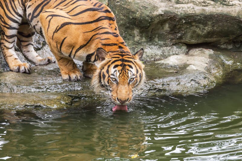 Cloe vers le haut de tigre de Bengale ait soif se tapissent eau potable photographie stock libre de droits Cloe vers le haut de tigre de Bengale ait soif se tapissent eau potable photographie stock libre de droits