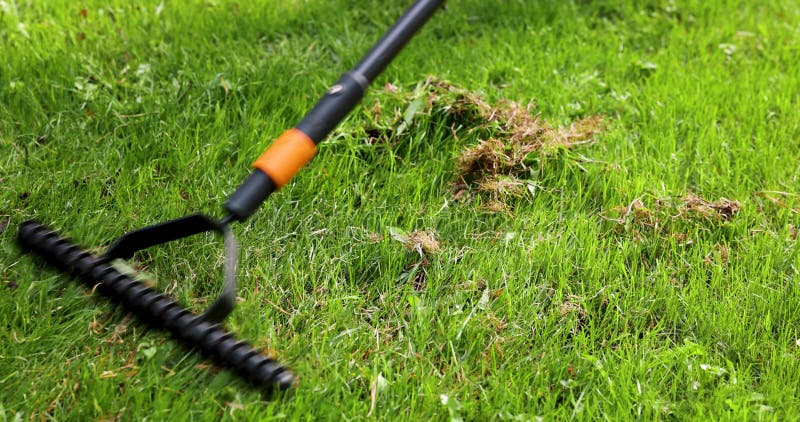 Scarifying Lawn with Scarifier Rake. Dead Grass Removal Stock Footage ...