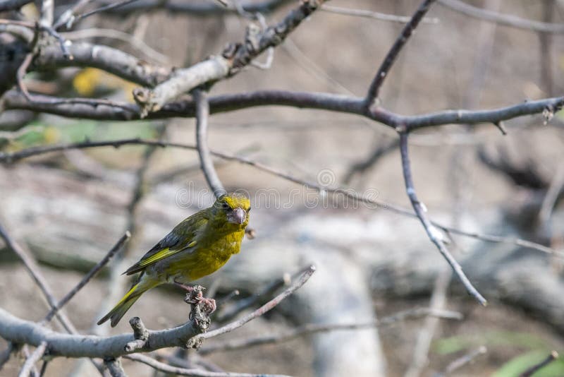 Clori europei maschii dei clori o del greenfinch fotografie stock Clori europei maschii dei clori o del greenfinch fotografie stock