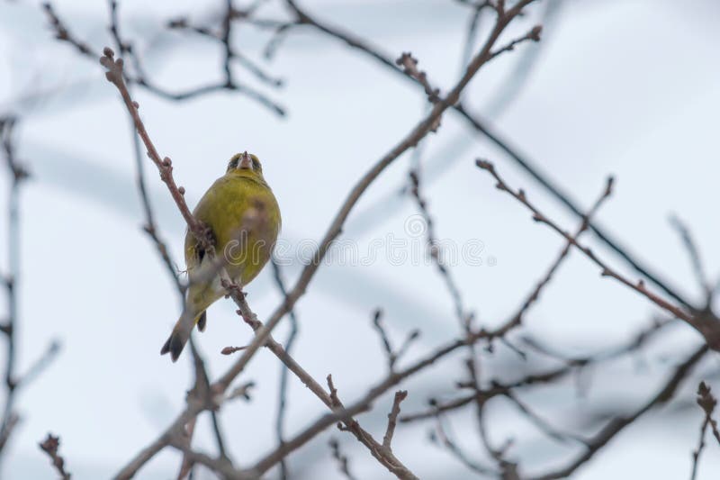 Clori maschii dei clori di Greenfinch sull'albero, greenfinch europeo di orario invernale immagini stock Clori maschii dei clori di Greenfinch sull'albero, greenfinch europeo di orario invernale immagini stock
