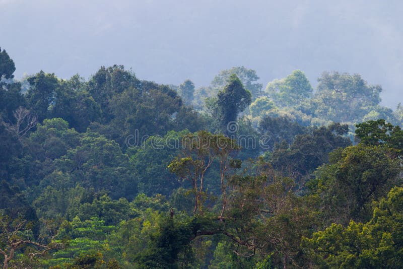 Close background of rainforest royalty free stock images