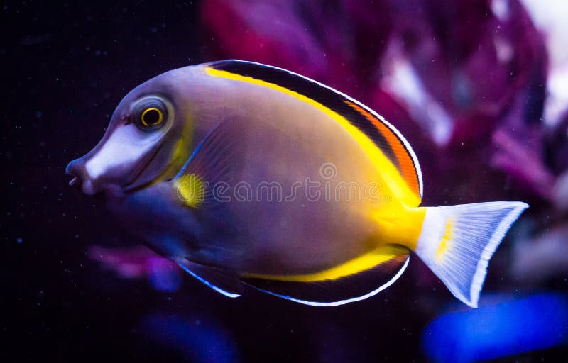 Close Detail of Powder Brown Tang, Acanthurus japonicus royalty free stock photo