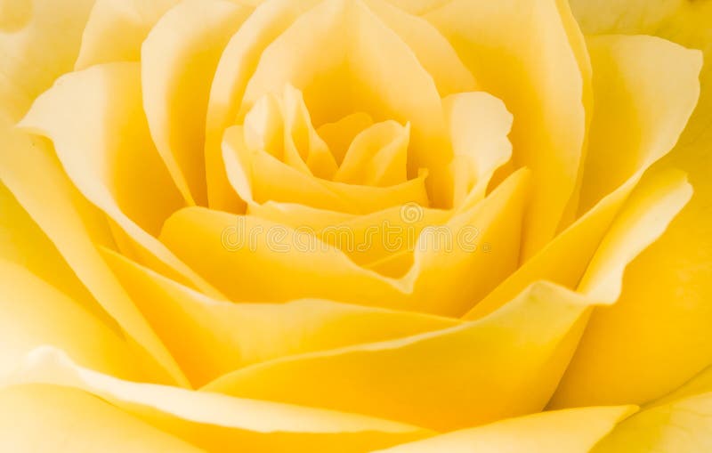 Close detail of a yellow rose flower