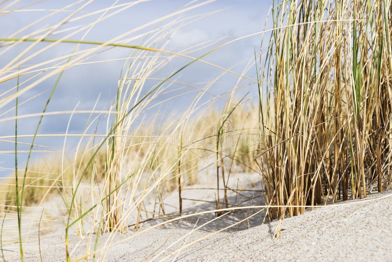 Close dune grass on the Baltic Sea