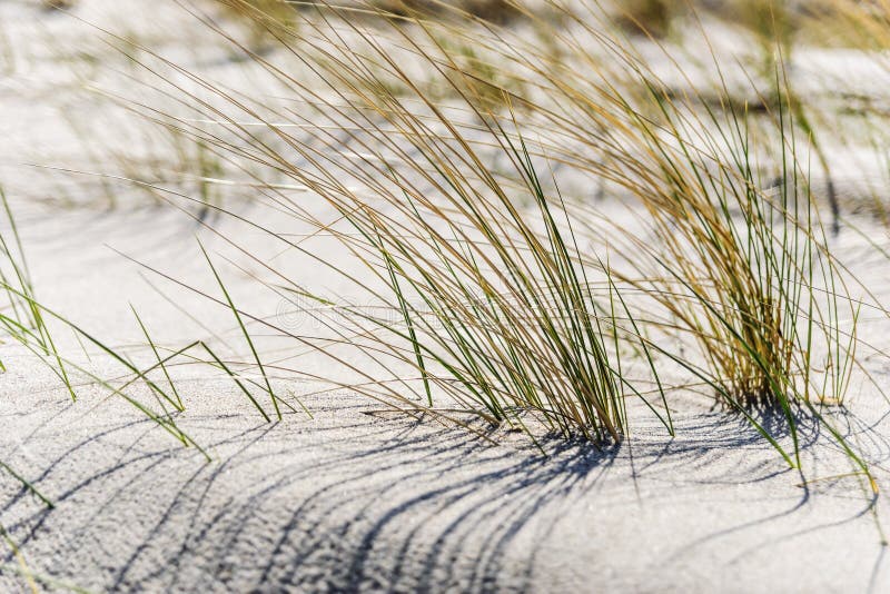 Close dune grass on the Baltic Sea