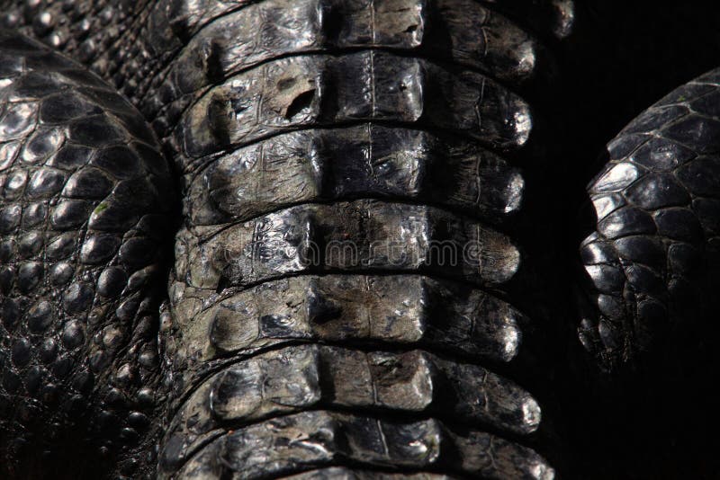 Close encounter royalty free stock photo