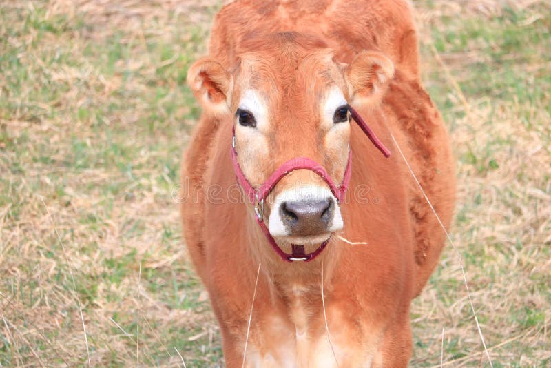 Close Front Portrait Jersey Cow Stock Image Image Of Farming Ears