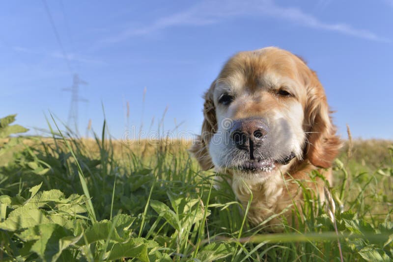 funny portrait of a dog golden retriever eating grass in a field royalty free stock photography funny portrait of a dog golden retriever eating grass in a field royalty free stock photography