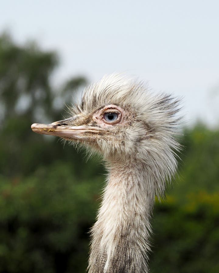 Close the head of a white ostrich with blue eyes against the background of trees and the sky. Farm. large bird royalty free stock photography