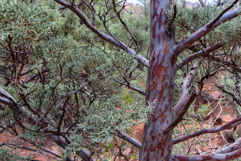 Old Juniper Tree In New Mexico Desert Stock Image Image of landscape