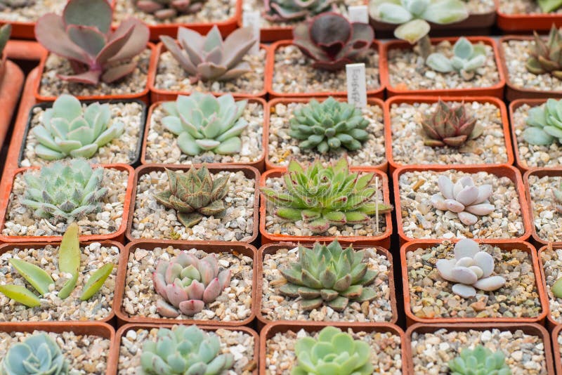 Many cactuses. Close of manny succelents and cactuses on the market table stock image