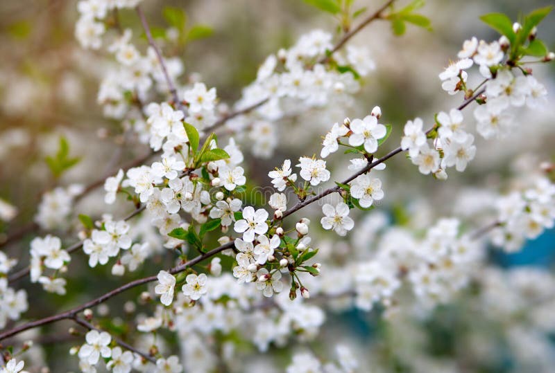 Close Photo Cherry Blossoms In Spring In May Beautiful White Flowers