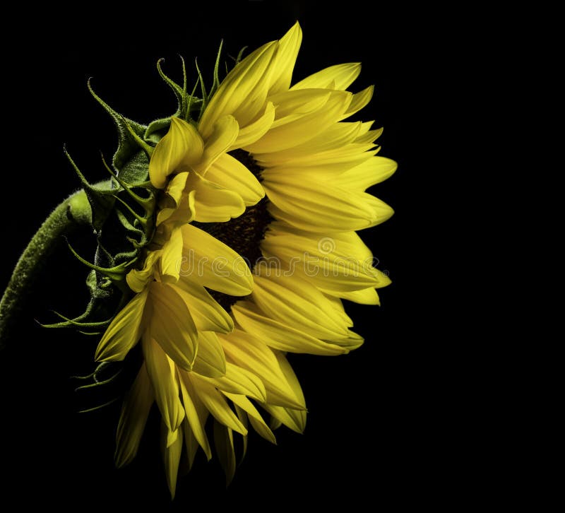 Close Photo Of Yellow Sunflower On Black Background Picture. Image