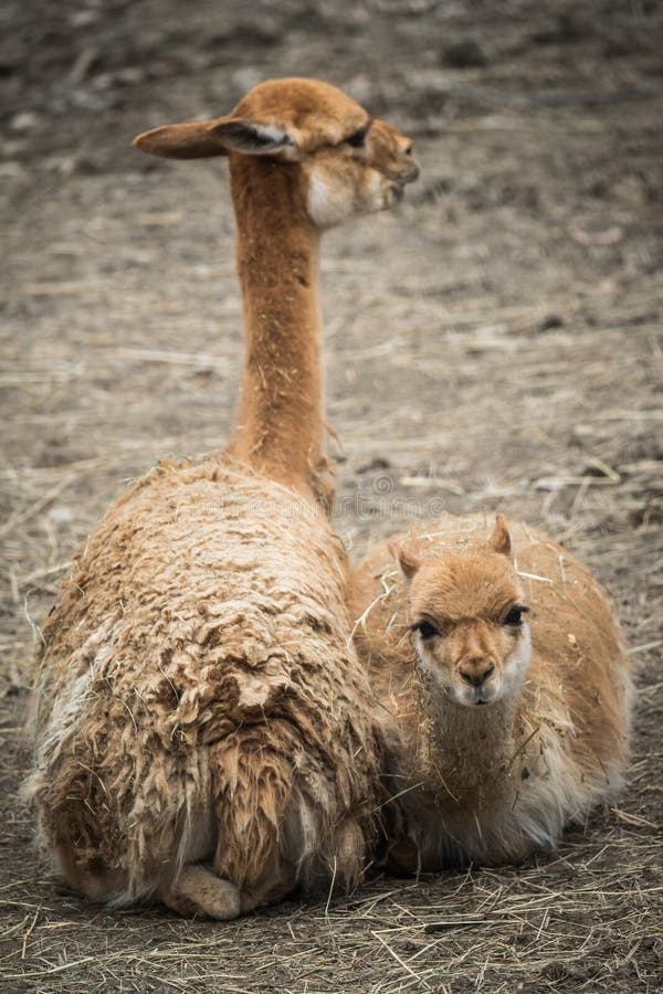 Alpaca Vicugna Vicugna vicugna. royalty free stock photo Alpaca Vicugna Vicugna vicugna. royalty free stock photo
