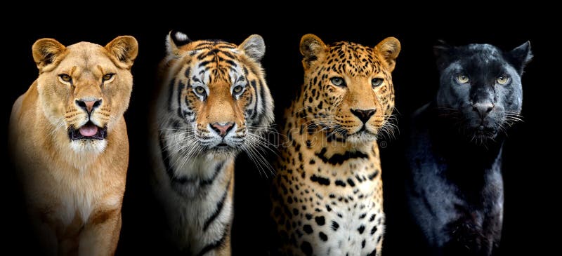 Close Portrait Big Wild Cats Lion, Tiger, Leopard, Puma Stock Image - Image  Of Carnivore, Nature: 240233221