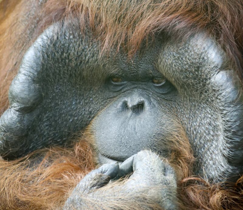 A Close Portrait of a Male Orangutan stock photo A Close Portrait of a Male Orangutan stock photo