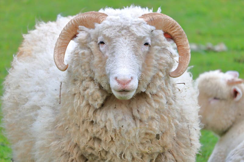 Sheepdog (15 moths) Stock Photo by ©lifeonwhite 10875611