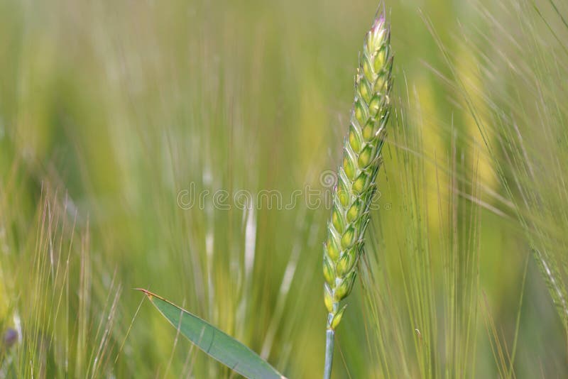 Rye of green  wheat growing in a field