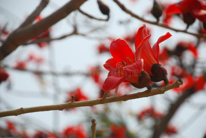 Vicino a sparo da fiore (seta cotone un albero), fiori sul.