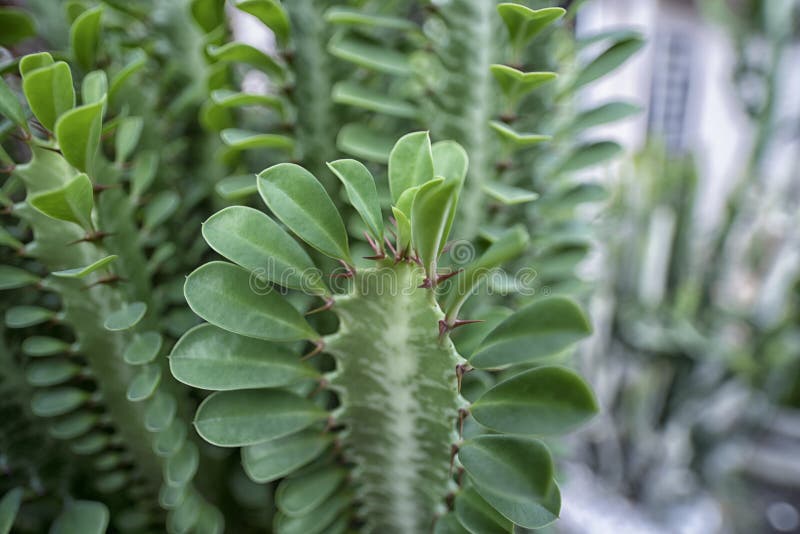 Image close shot of the cactus houseplant euphorbia trigona plant. Milk column stock images, royalty-free photos and pictures