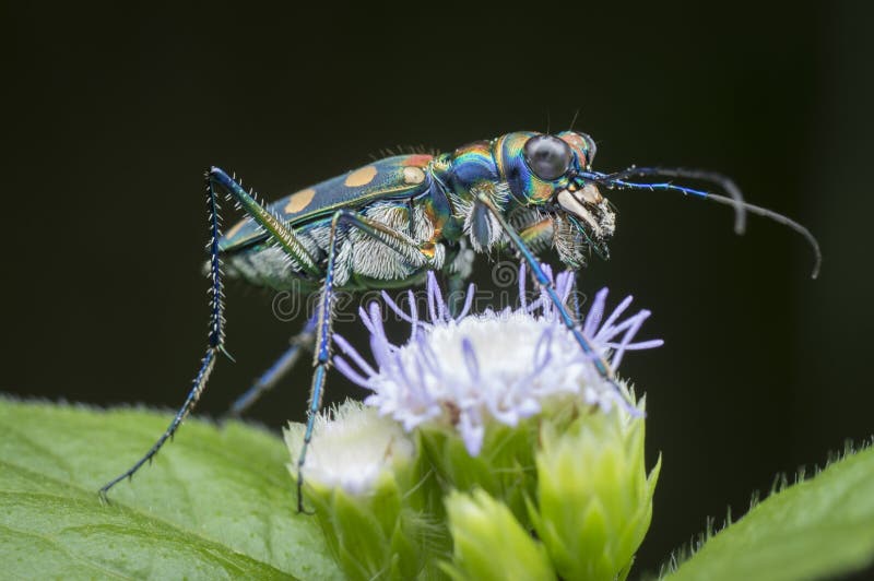 Close shot of colorful tiger beetle royalty free stock image.