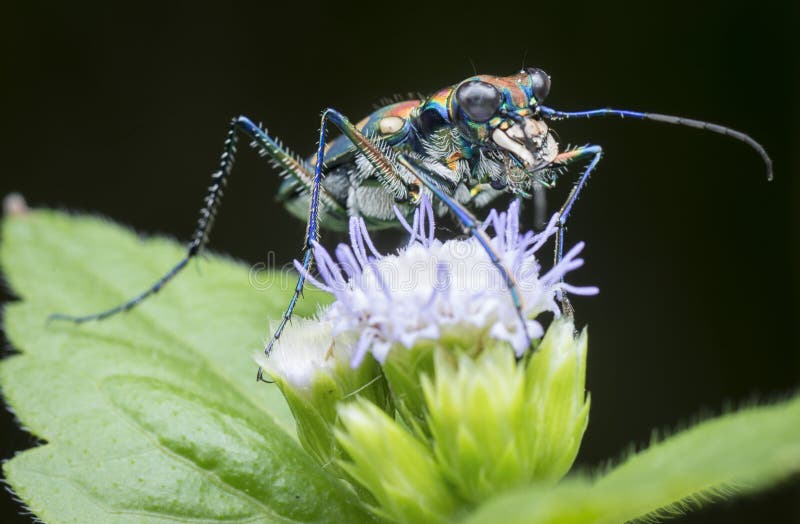 Close shot of colorful tiger beetle royalty free stock image.
