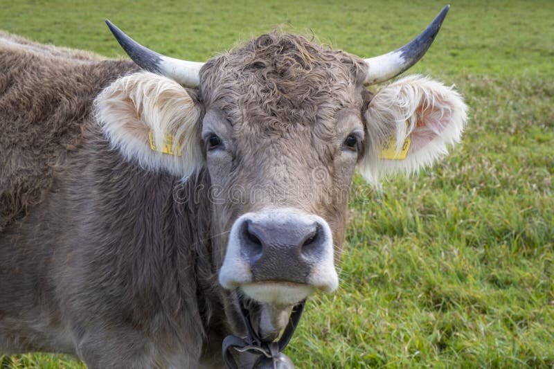 Close shot of cows on a green field in the alps stock image