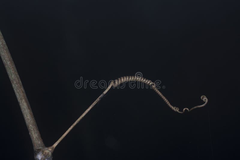 Close shot of the dead vine tendril