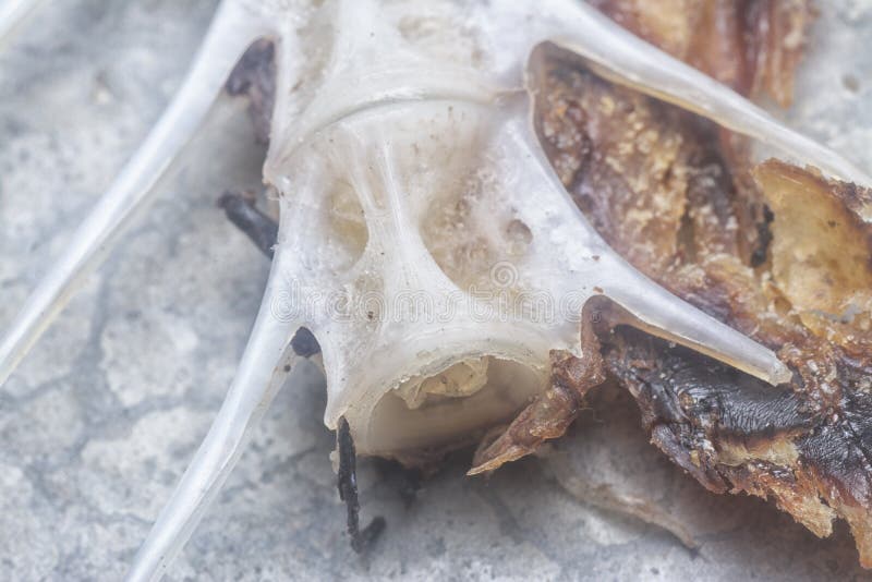 203 Eaten Dried Fish Stock Photos Free & RoyaltyFree Stock Photos