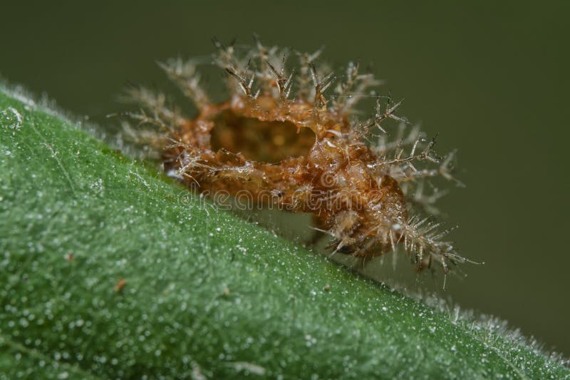 Close shot of an empty shell orange-colored spiny cocoon. royalty free stock photo