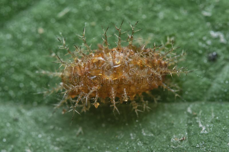 Close shot of an empty shell orange-colored spiny cocoon. stock photography