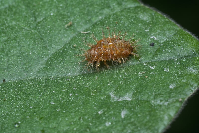 Close shot of an empty shell orange-colored spiny cocoon. stock image