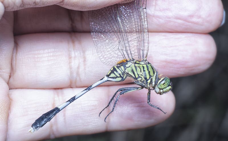 Close shot of the green marsh hawk dragonfly royalty free stock image