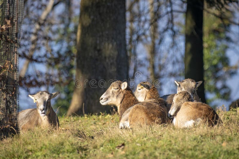 Close shot of a ibex in the nature in the alps in Austria royalty free stock photos