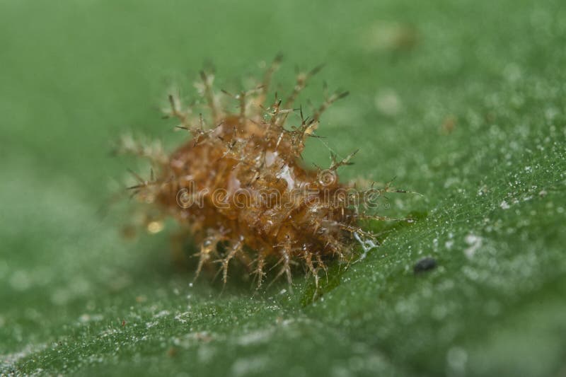 Close shot of an empty shell orange-colored spiny cocoon. royalty free stock photo