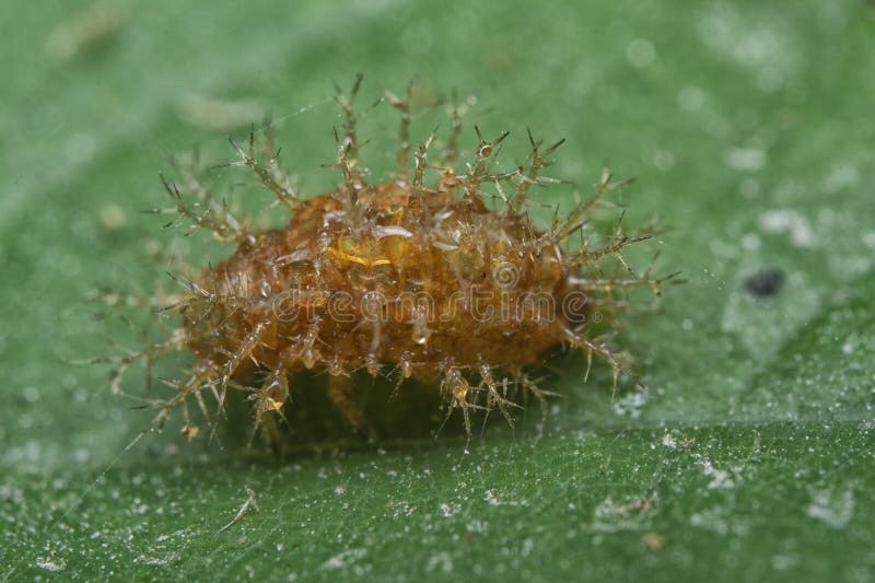 Close shot of an empty shell orange-colored spiny cocoon. stock photography