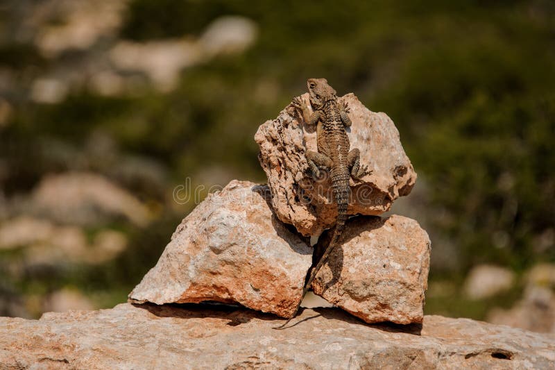 Reptile on the Rocks stock photo. Image of park, holiday 63307078