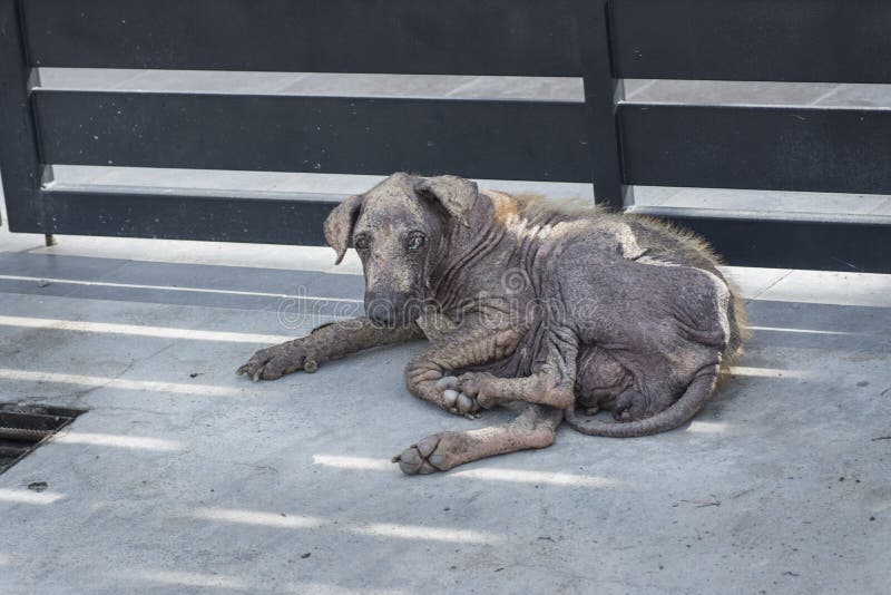 Close shot of sick and old stray dog stock photos