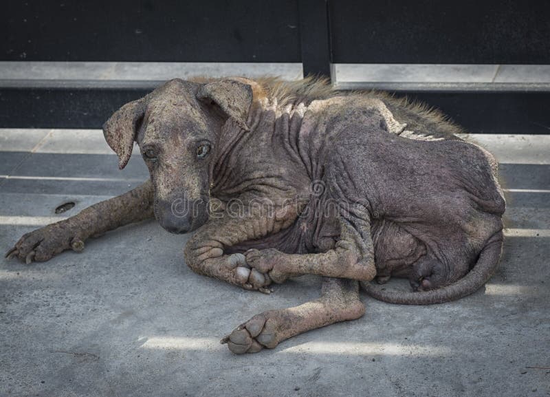 Close shot of sick and old stray dog stock photo