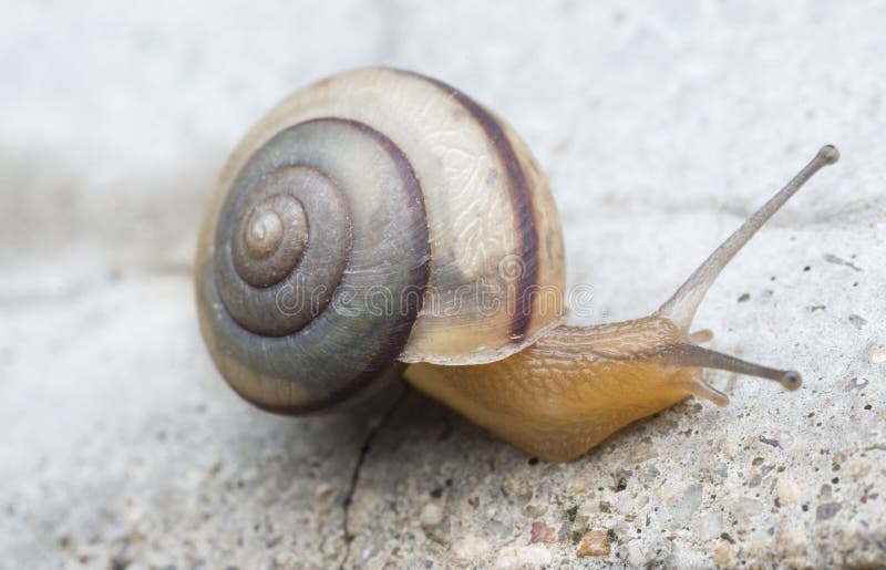 Close shot of small discus rotundatus shell snail
