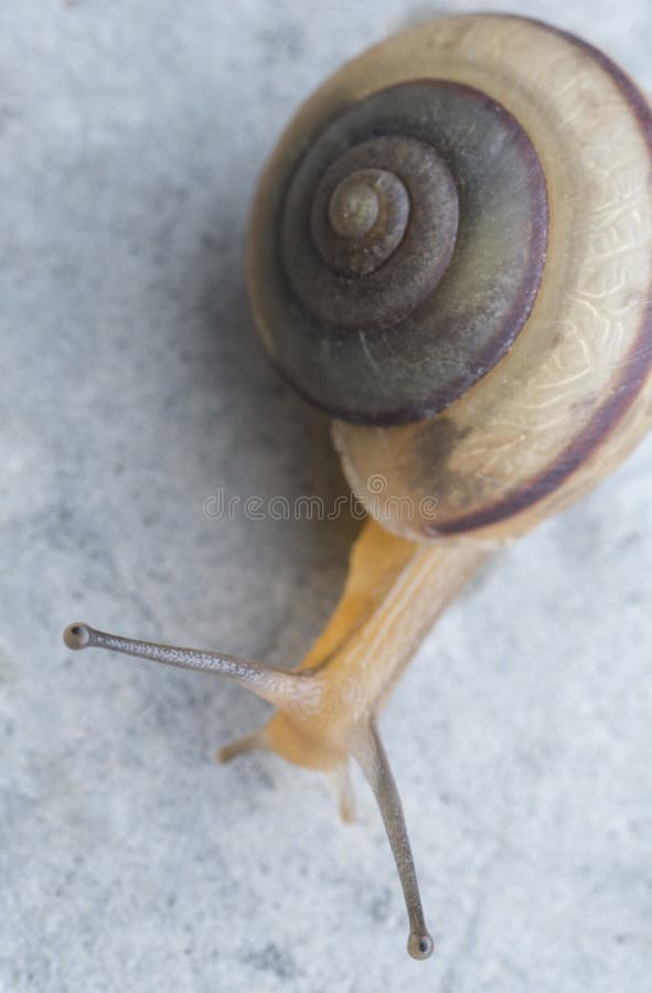 Close shot of small discus rotundatus shell snail