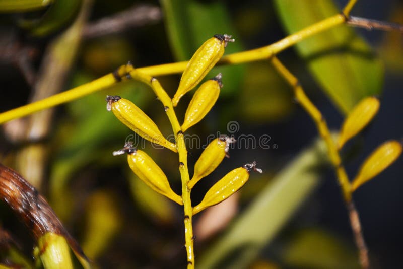 Close shots orchid stock photos