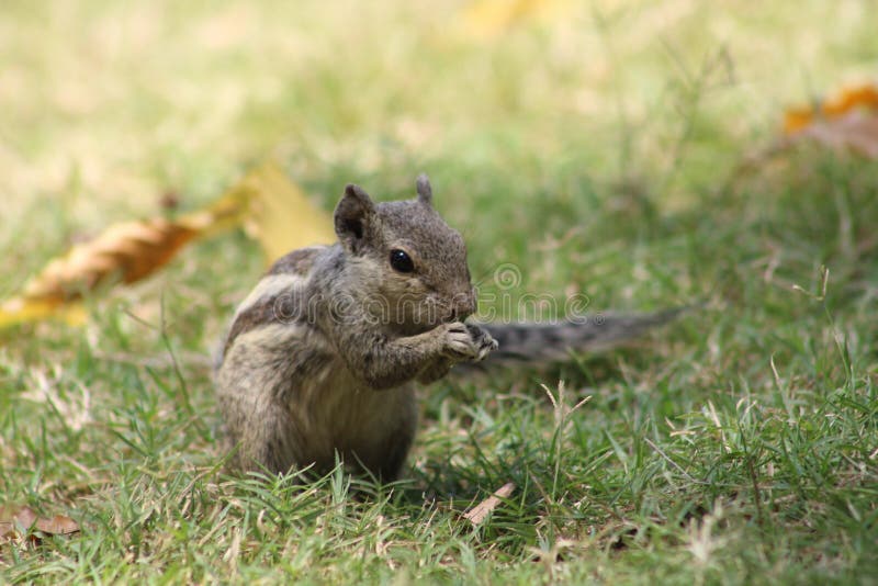 Close shots of squirrel having something royalty free stock image