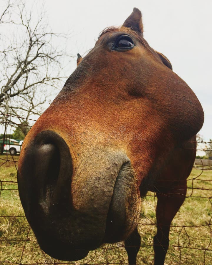 Close Sniffing Horse stock image. Image of snout, perspective 107462209