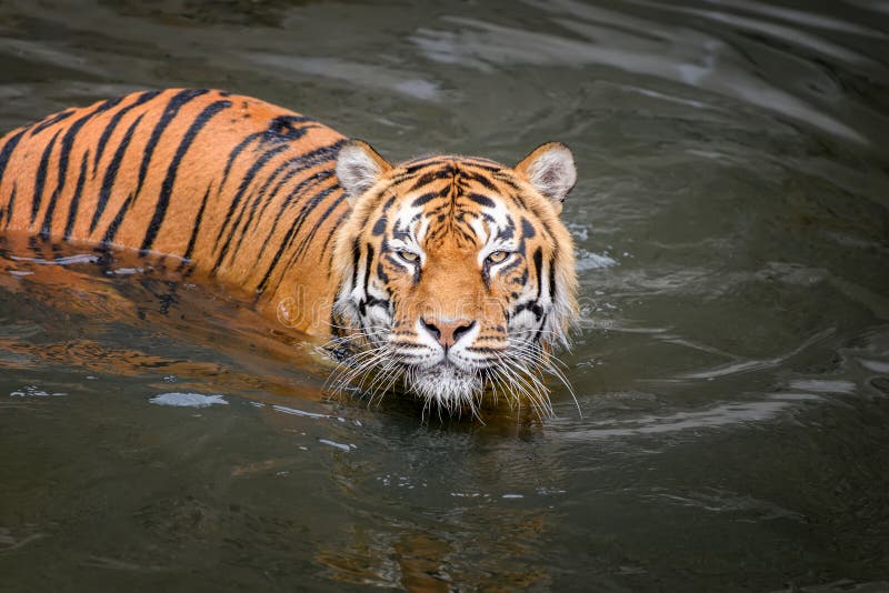 Close Tiger Swimming in Water Pond Stock Image - Image of black, india ...