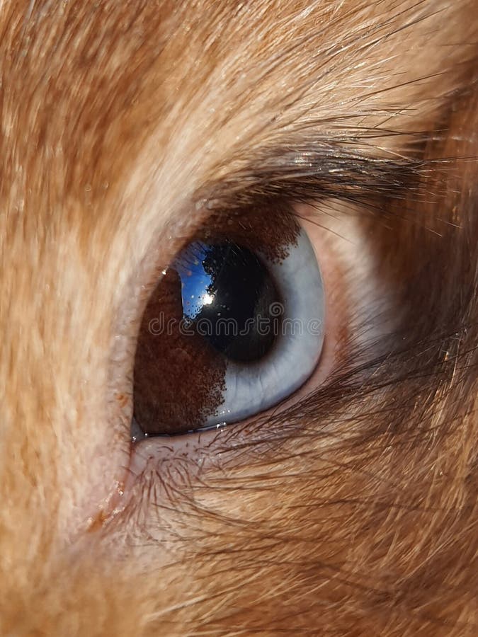 Close To an Eye of a Rabbit with Heterochromia Half Blue and Half Brown