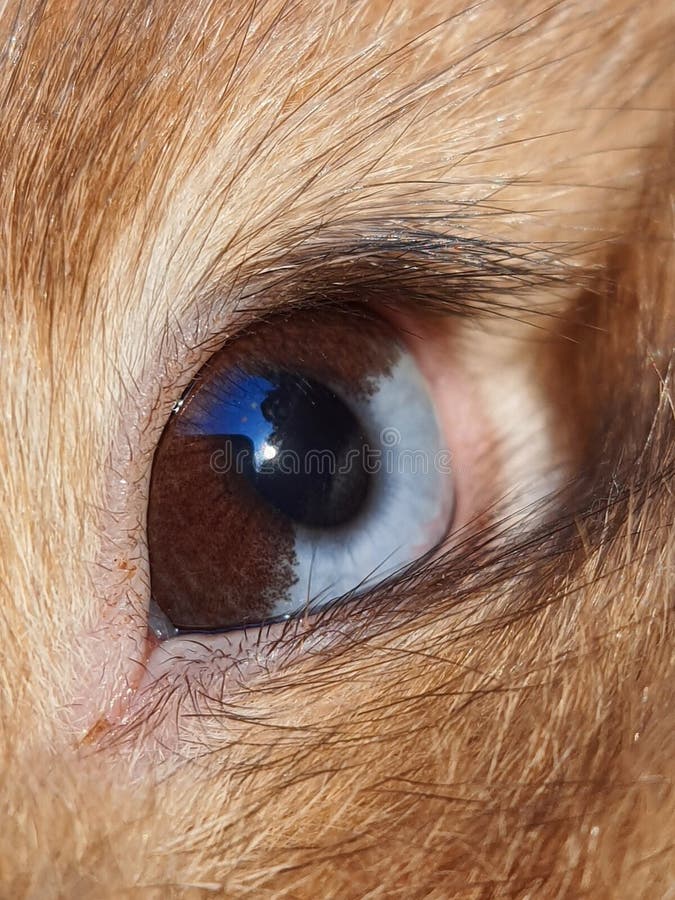 Close To an Eye of a Rabbit with Heterochromia Half Blue and Half Brown